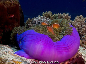 Anemonefish on Castle Rock, Komodo.
Olympus E330, 14-54m... by Christian Nielsen 